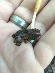 Trichoderma alutaceum