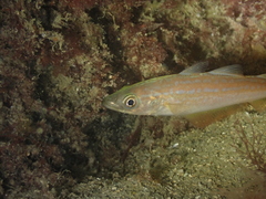 Pollachius pollachius