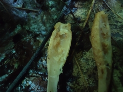 Trichoderma alutaceum