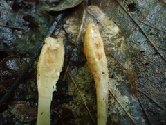 Trichoderma alutaceum