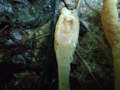 Trichoderma alutaceum