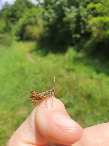 Rufous Grasshopper, 78132 Hornberg, Deutschland, photo 10 of 10