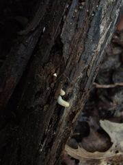 Trichoderma alutaceum