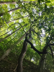 Trichoderma alutaceum