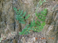 Bursera bipinnata