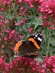 Vanessa atalanta