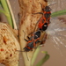 photo of Western Small Milkweed Bug (Lygaeus kalmii kalmii)