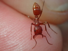 Polyergus mexicanus