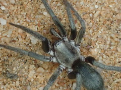 Encoptarthria