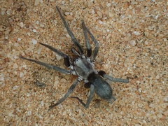 Encoptarthria