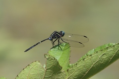 Orthetrum africanum