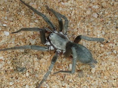 Encoptarthria