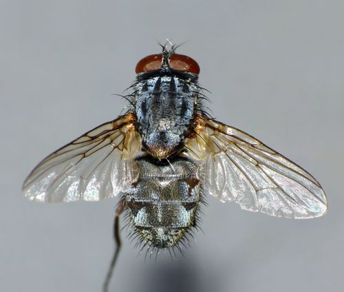 False Stable Fly photo 4