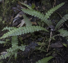 Blechnum mochaenum