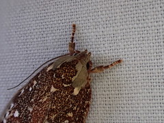 Euchaetis metallota