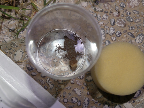Ptyodactylus oudrii