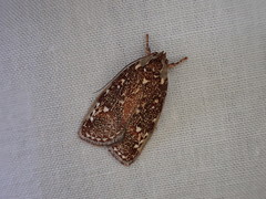 Euchaetis metallota