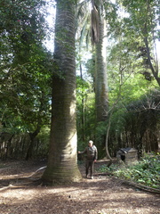 Jubaea chilensis