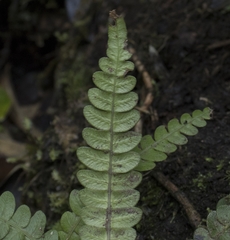 Blechnum mochaenum