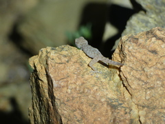 Ptyodactylus oudrii