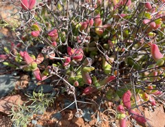 Antimima hantamensis