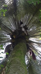 Jubaea chilensis