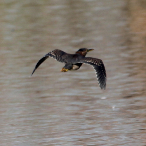 photo of Green Heron (Butorides virescens)