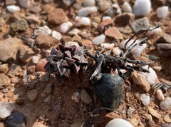 Anacampseros retusa