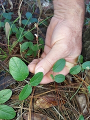 Galactia floridana