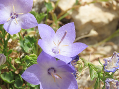 Campanula fragilis cavolinii