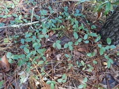 Galactia floridana