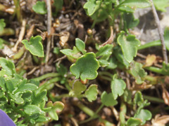 Campanula fragilis cavolinii