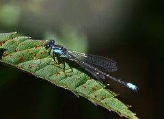 Ischnura damula