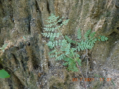 Bursera bipinnata