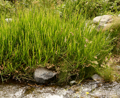 Baccharis sagittalis