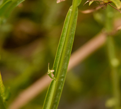 Baccharis sagittalis