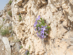 Campanula fragilis cavolinii