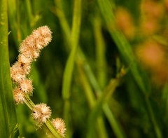 Baccharis sagittalis
