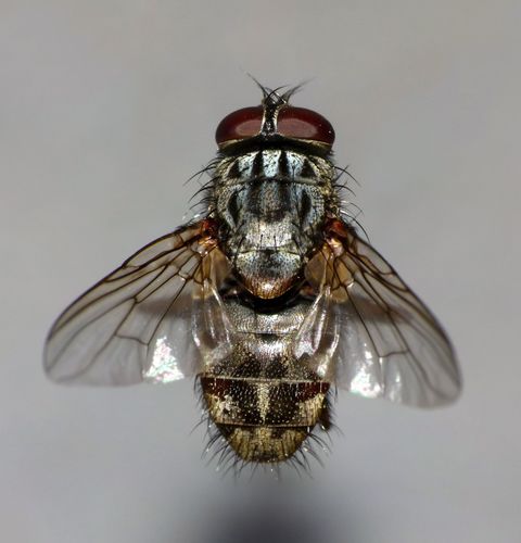 False Stable Fly photo 5