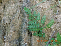 Bursera bipinnata