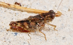 Calliptamus barbarus