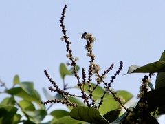 Mallotus tetracoccus