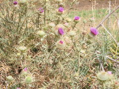Cirsium lobelii