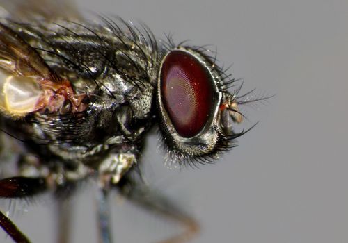 False Stable Fly photo 6