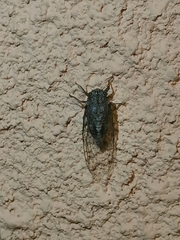 Cicada cretensis