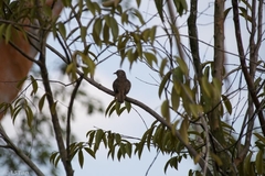 Cacomantis variolosus sepulcralis