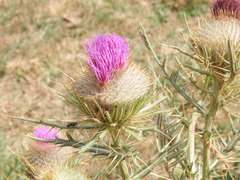 Cirsium lobelii