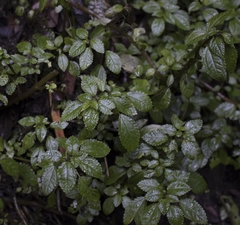 Pilea elliptica