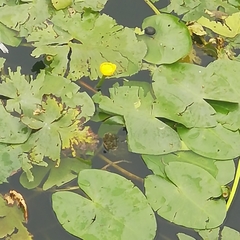 Nuphar lutea