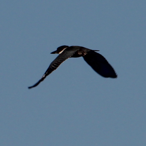 photo of Belted Kingfisher (Megaceryle alcyon)